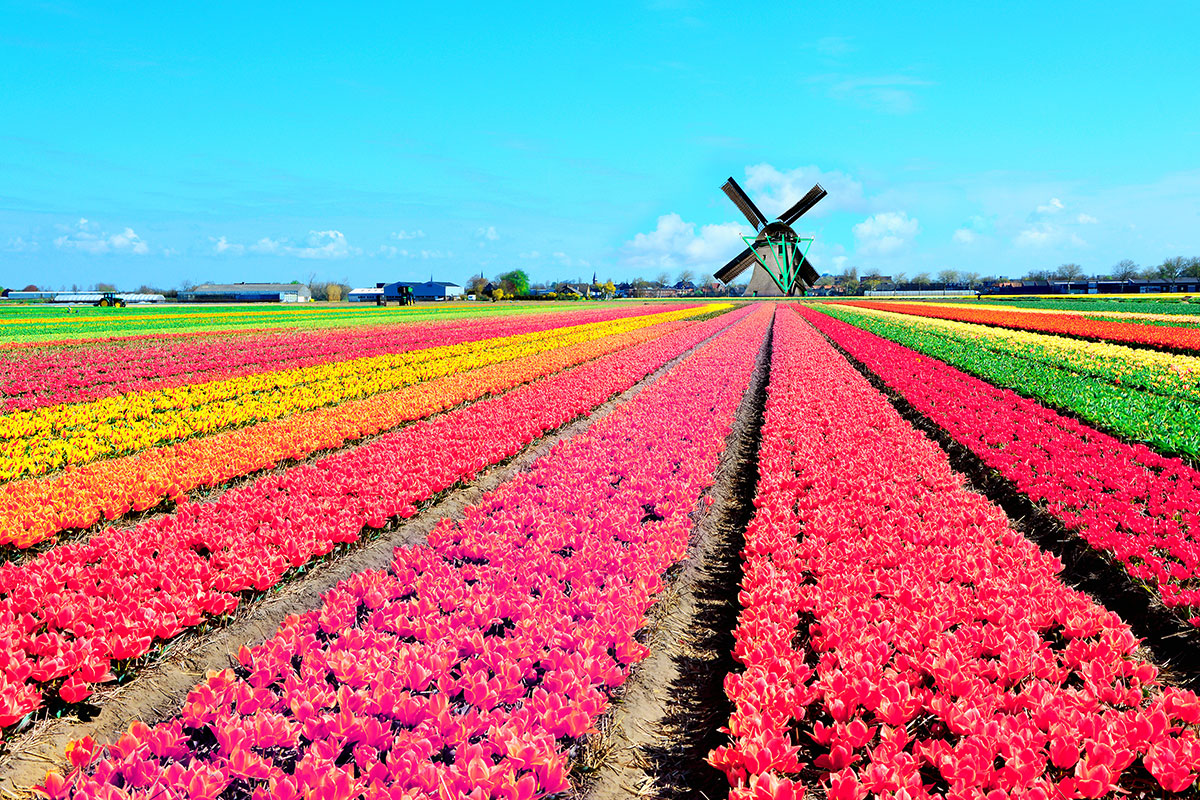 tulips in the netherlands
