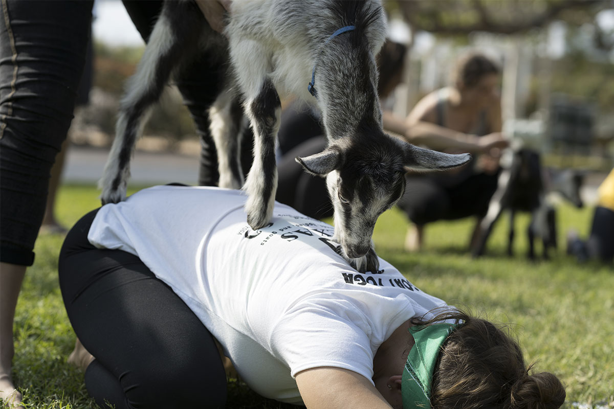 woman in white shirt doing yoga with goat on back