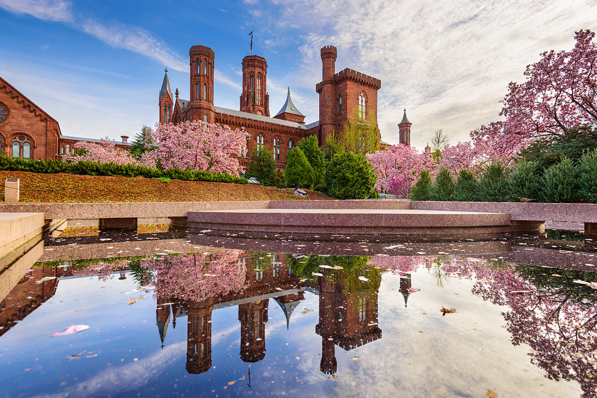 Smithsonian institution building reflected in the water with cherry blossoms