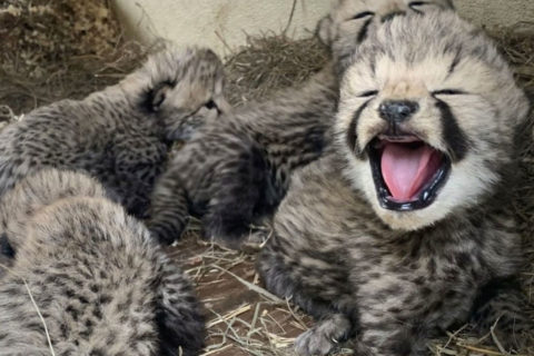 cheetahs