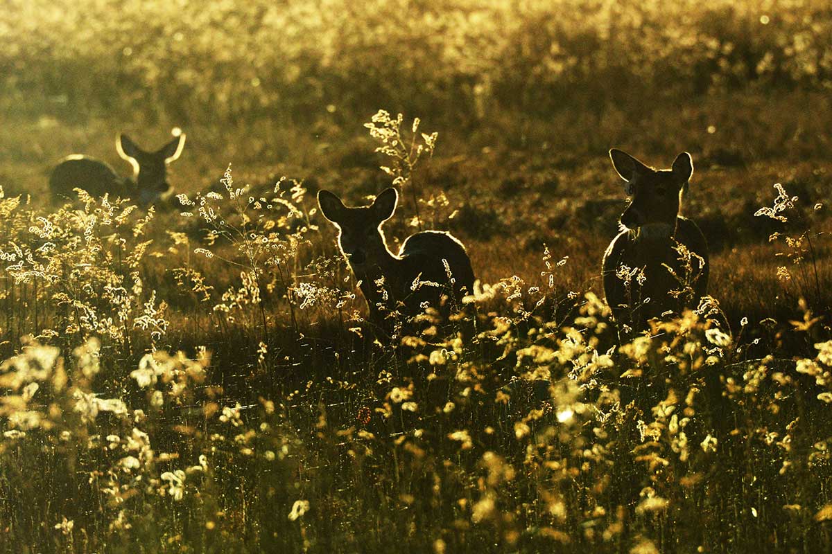 deer standing in sunlight surrounded by yellow flowers and grass
