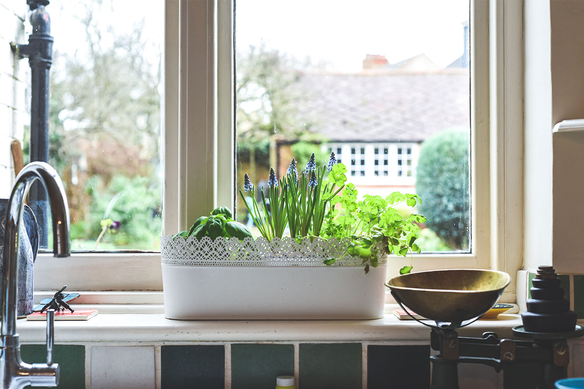 herb garden in kitchen window