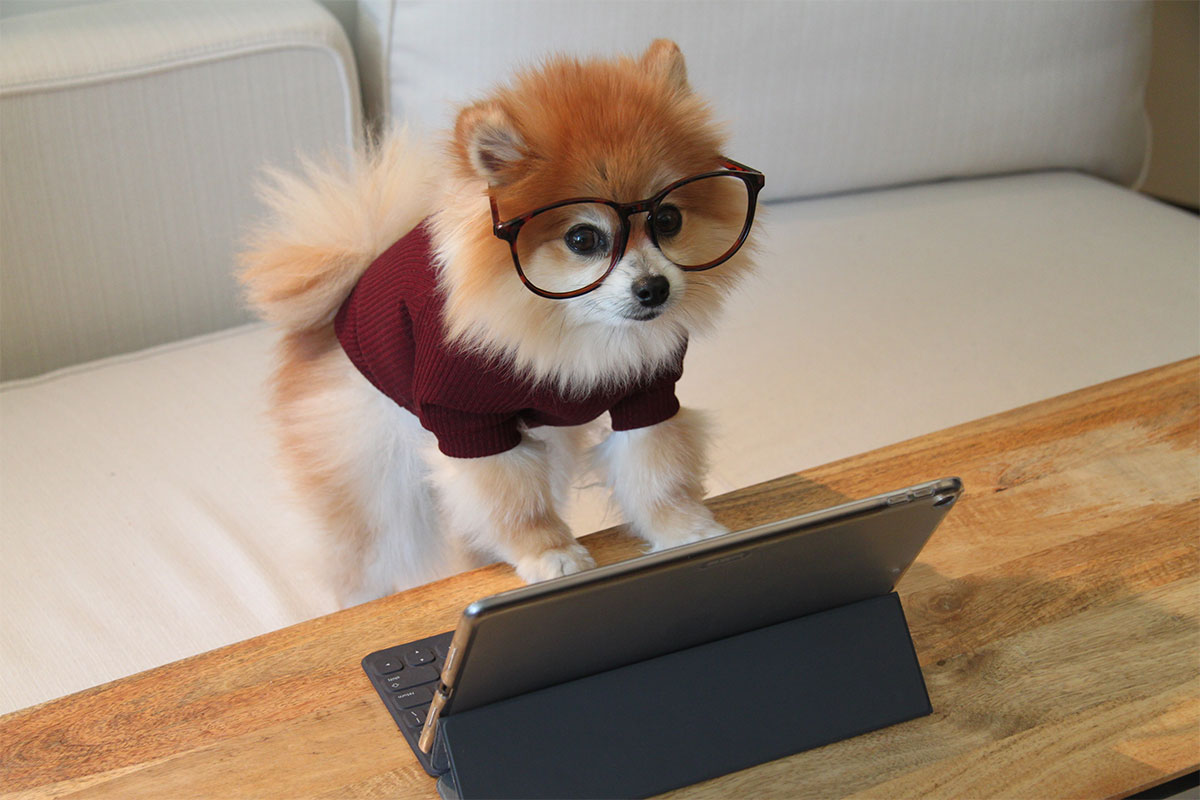 Pomeranian dog with glasses on acting like he is on a computer
