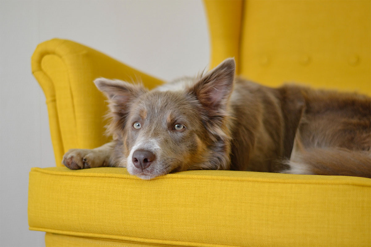 dog sitting on yellow sofa chair