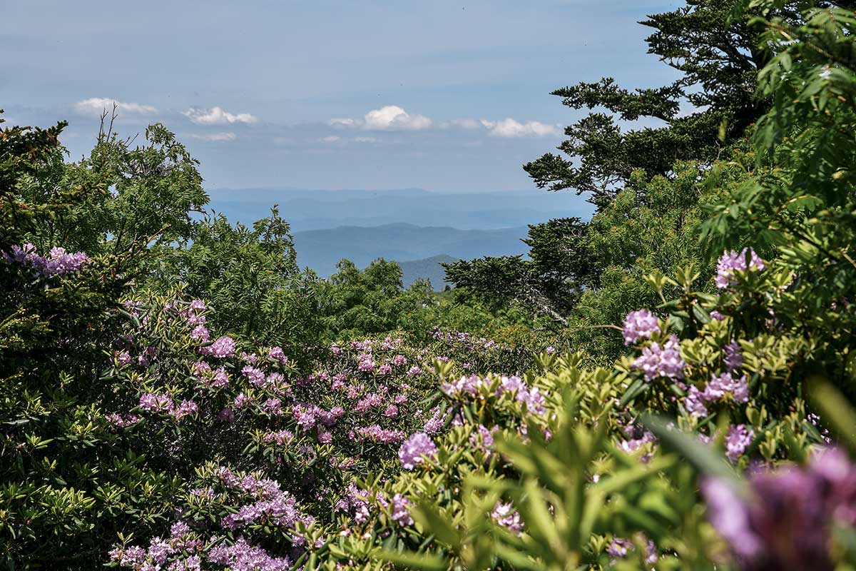 virginia park with blue ridge mountains in background and pink flowers