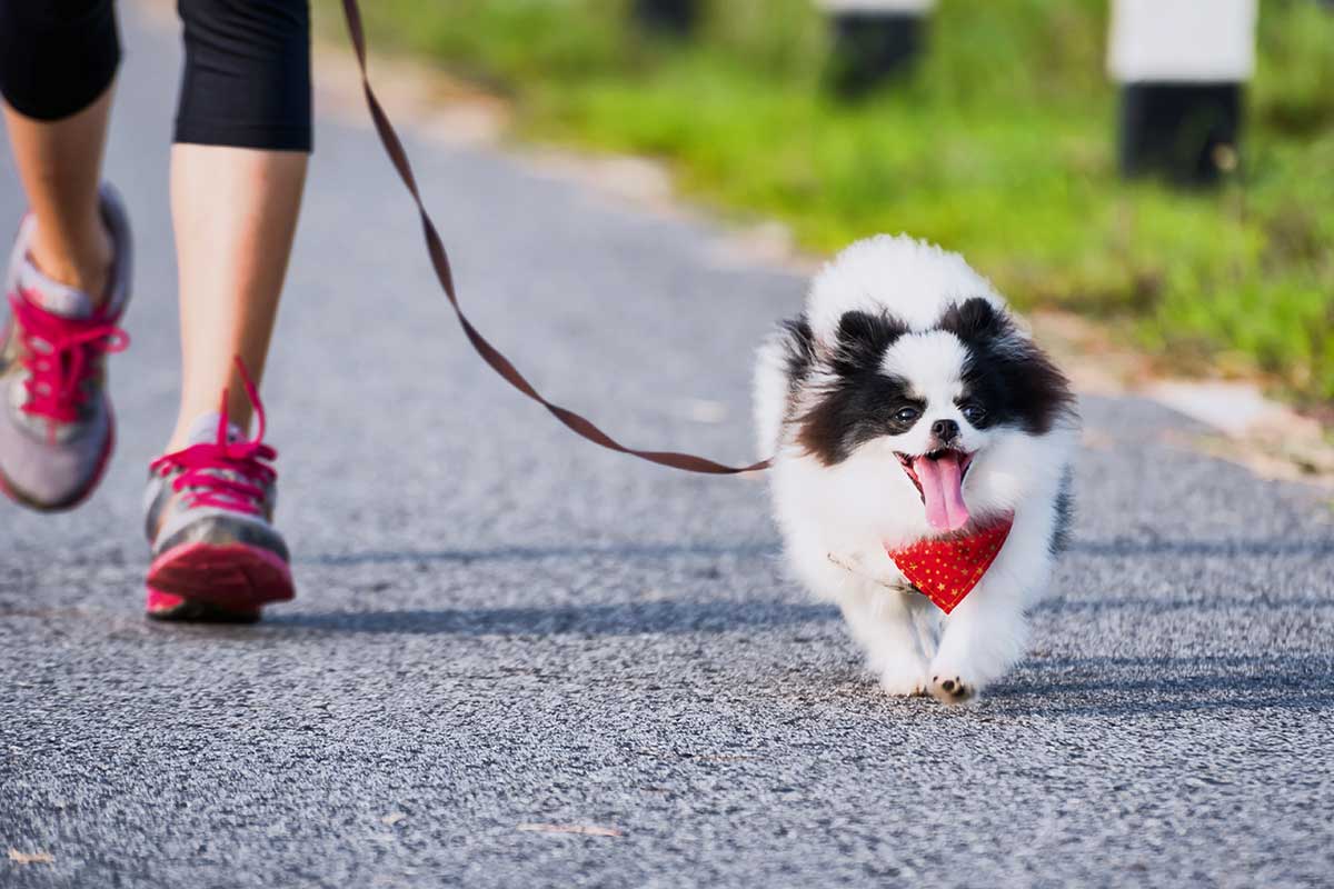 happy white and black pomeranian dog walking with woman in pink shoes