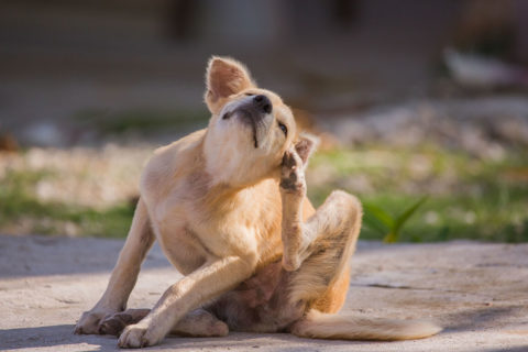 dog scratching behind the ear