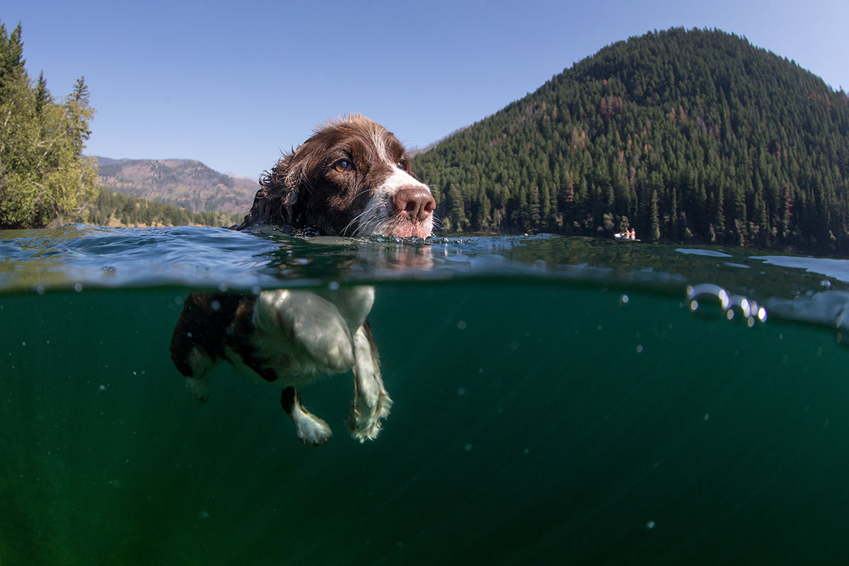 brown and white dog swimming in lake