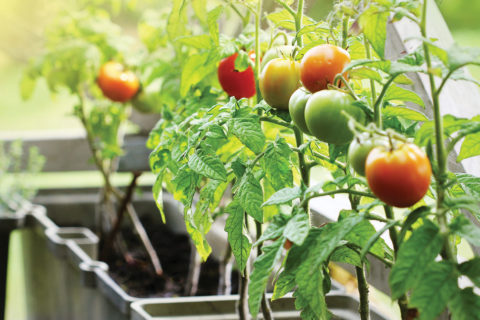 tomato plants growing with red tomatoes and green leaves