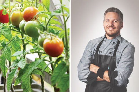 spike chef and growing tomato plants