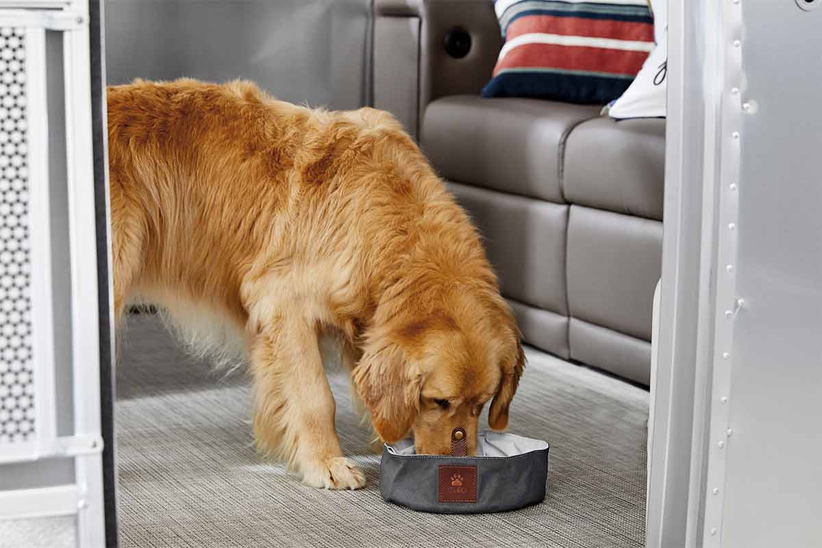 Dog drinking water out of travel bowl