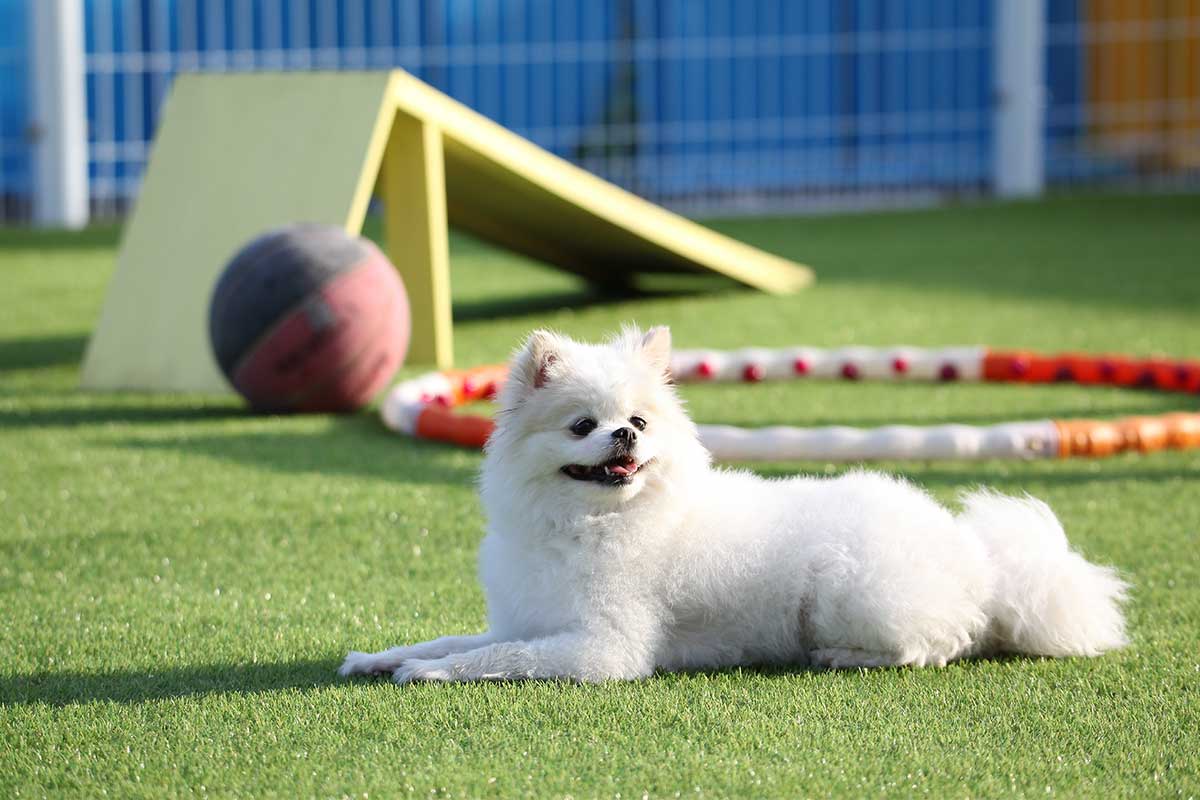 white fluffy dog laying on turf with toys in background