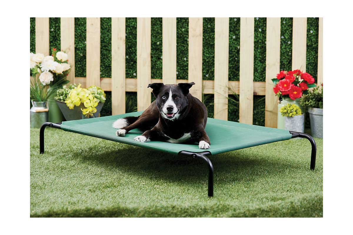Dog laying on green cot