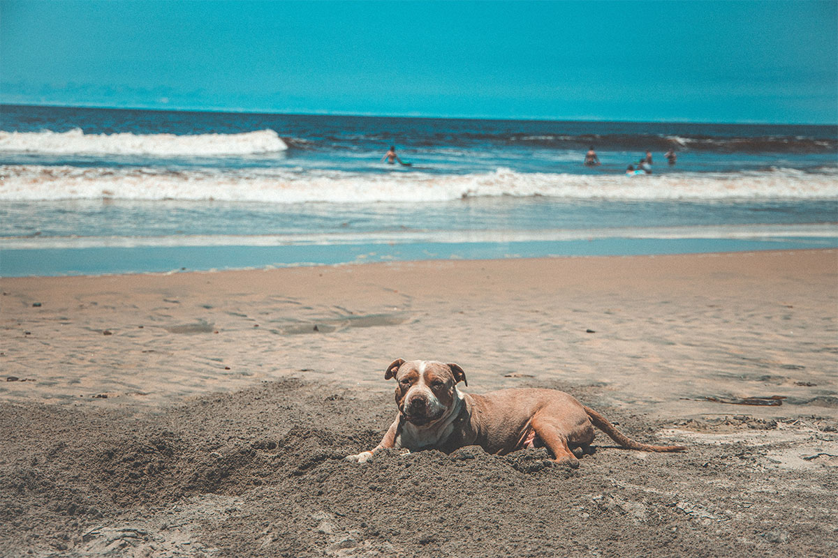 dog lying on the sand at the beach