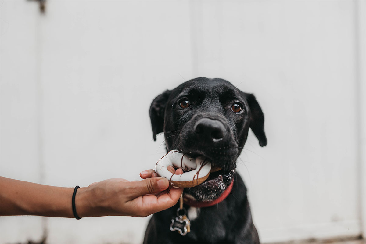 black dog eating donut from hand of owner