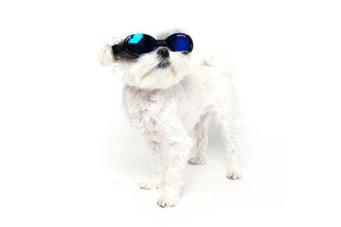 dog wearing sunglasses