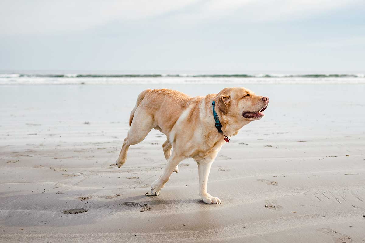 happy labrador retriever on beach
