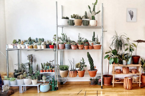 house plants stacked up on shelves