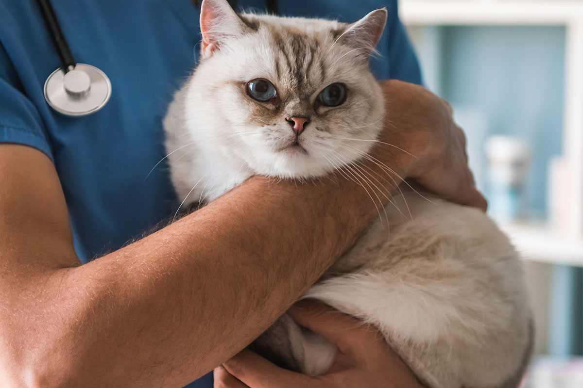 cat being held in vet's hand