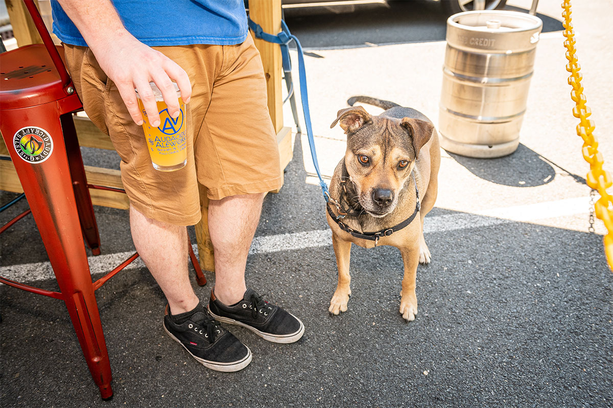 dog on leash at brewery