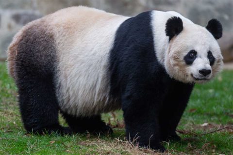 Mei Xiang giant panda