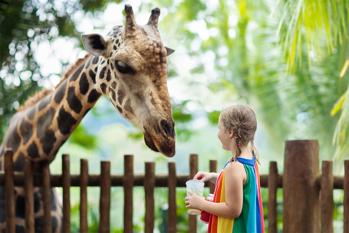 child near giraffe at zoo