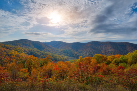 fall foliage