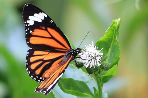 child with wheelbarrow full of pumpkins