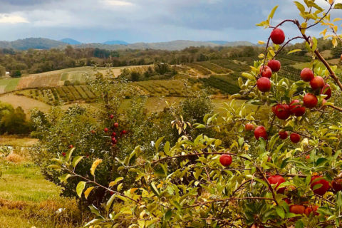 Hollin Farm