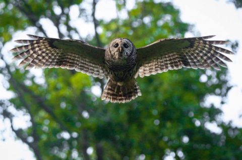 ParksRec-owl