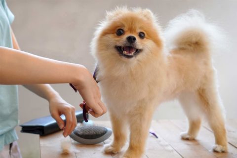 best pet groomers in northern virginia