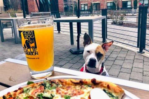dog at lost dog cafe