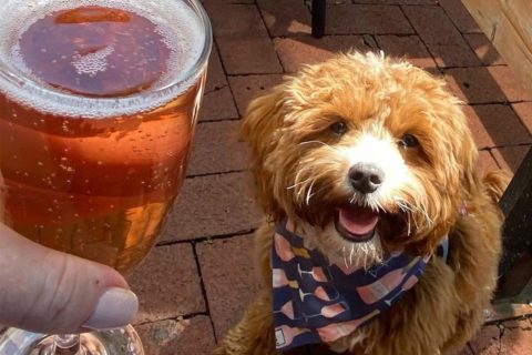 Dog on patio at copperwood tavern