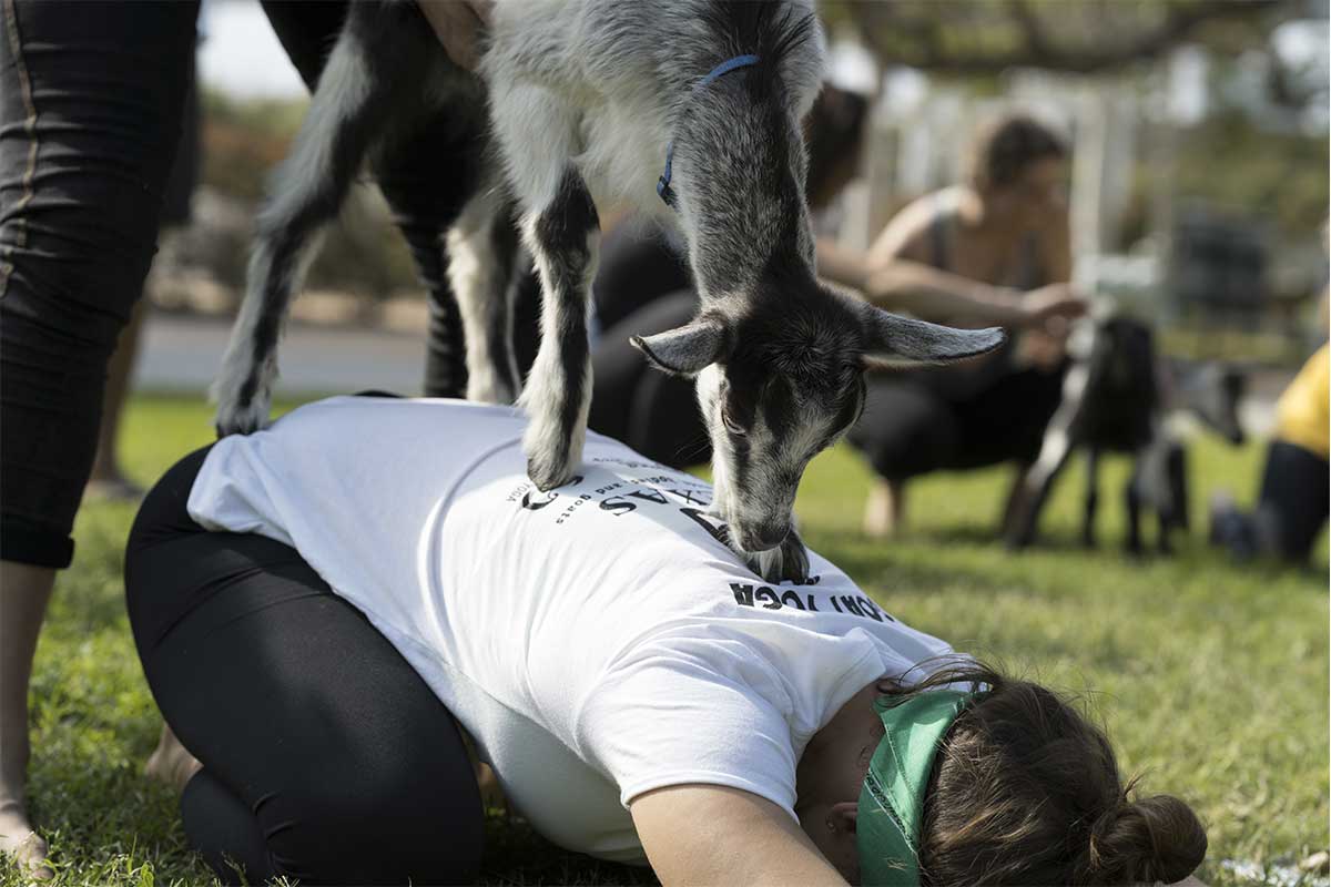 woman practicing yoga with goat on back