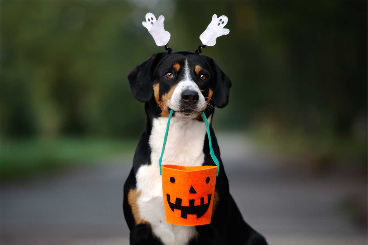dog with halloween costume