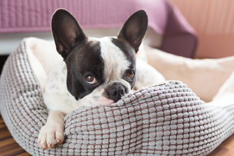 Dog beds
