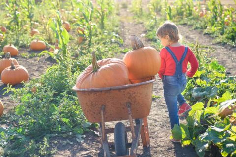 child with wheelbarrow full of pumpkins