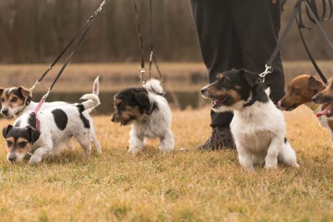 best dog walkers and pet sitters