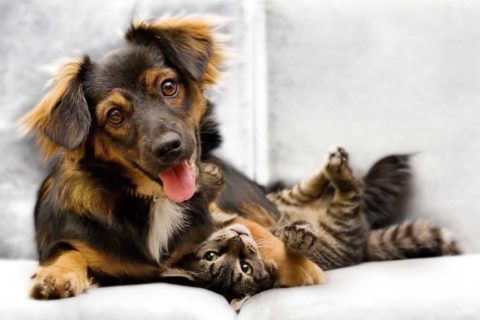 dog and cat