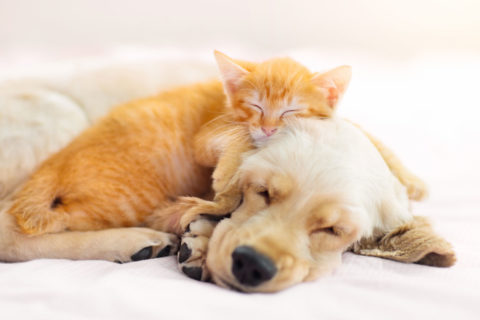 dog and cat cuddling
