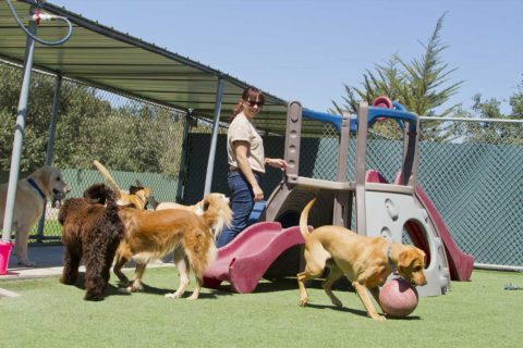 dog day care