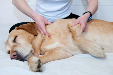 dog massage