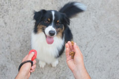 dog training