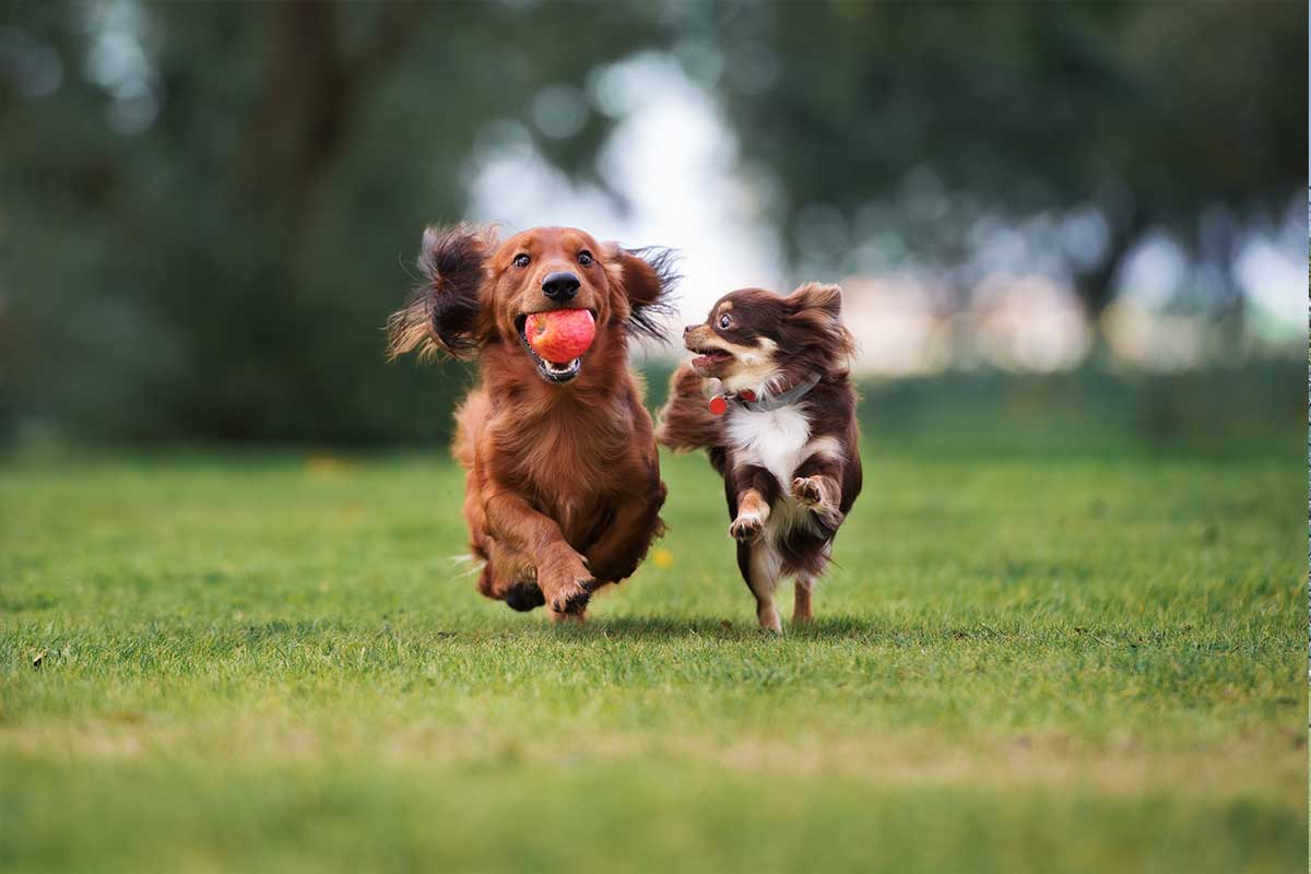 dogs running in dog park