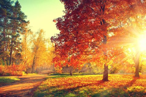 tree with red leaves as sun rises