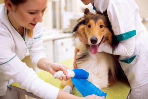 mobile vet