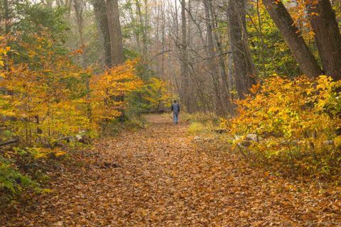 Prince william forest in fall