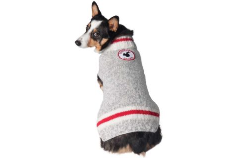 dog wearing squirrel patrol sweater