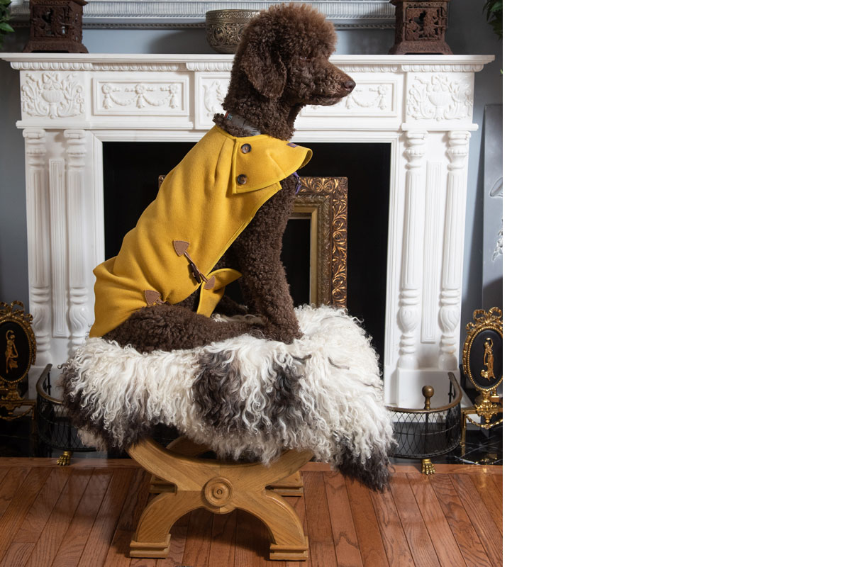 Nina Thirakul yellow dog design
