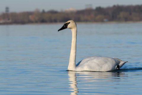 Tundra Swan on water